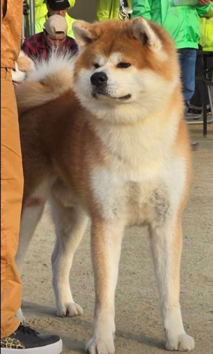 金成奥州号（牡）