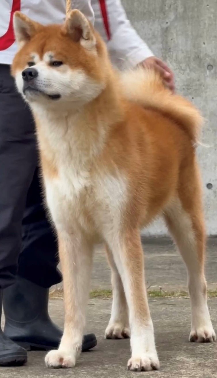 安房金蔵号（牡）