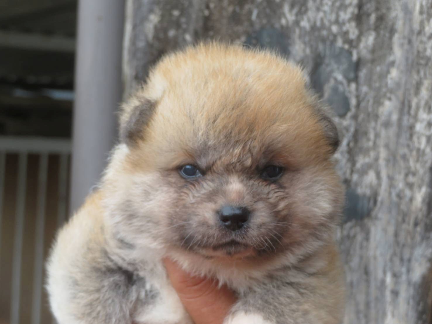 秋田犬 仔犬 【牝】№1 2025/5/18 売約済み