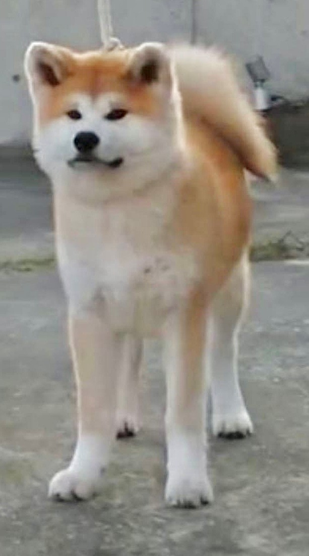 上総美龍号（牝）