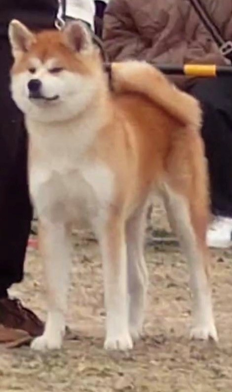 安房金花号（牝）