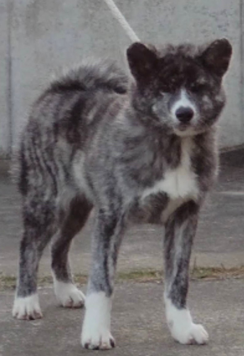 金成海獣号（牡）