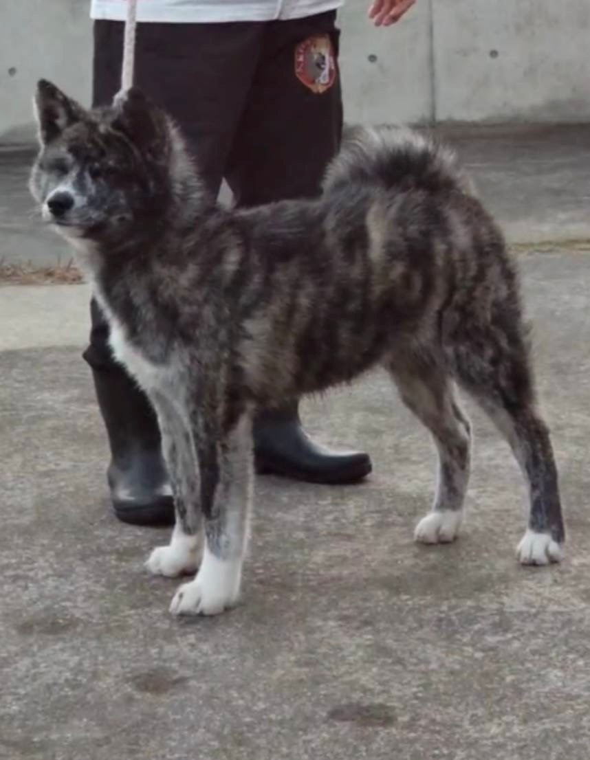 金成乃源（牡）