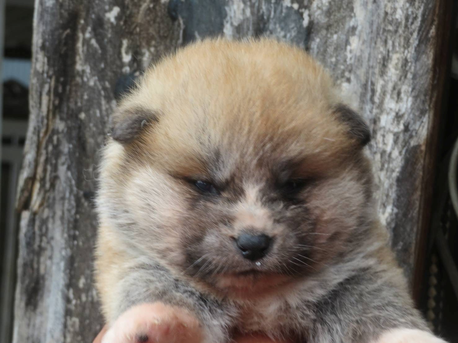 秋田犬 仔犬 【牡】№1 2025/5/18
