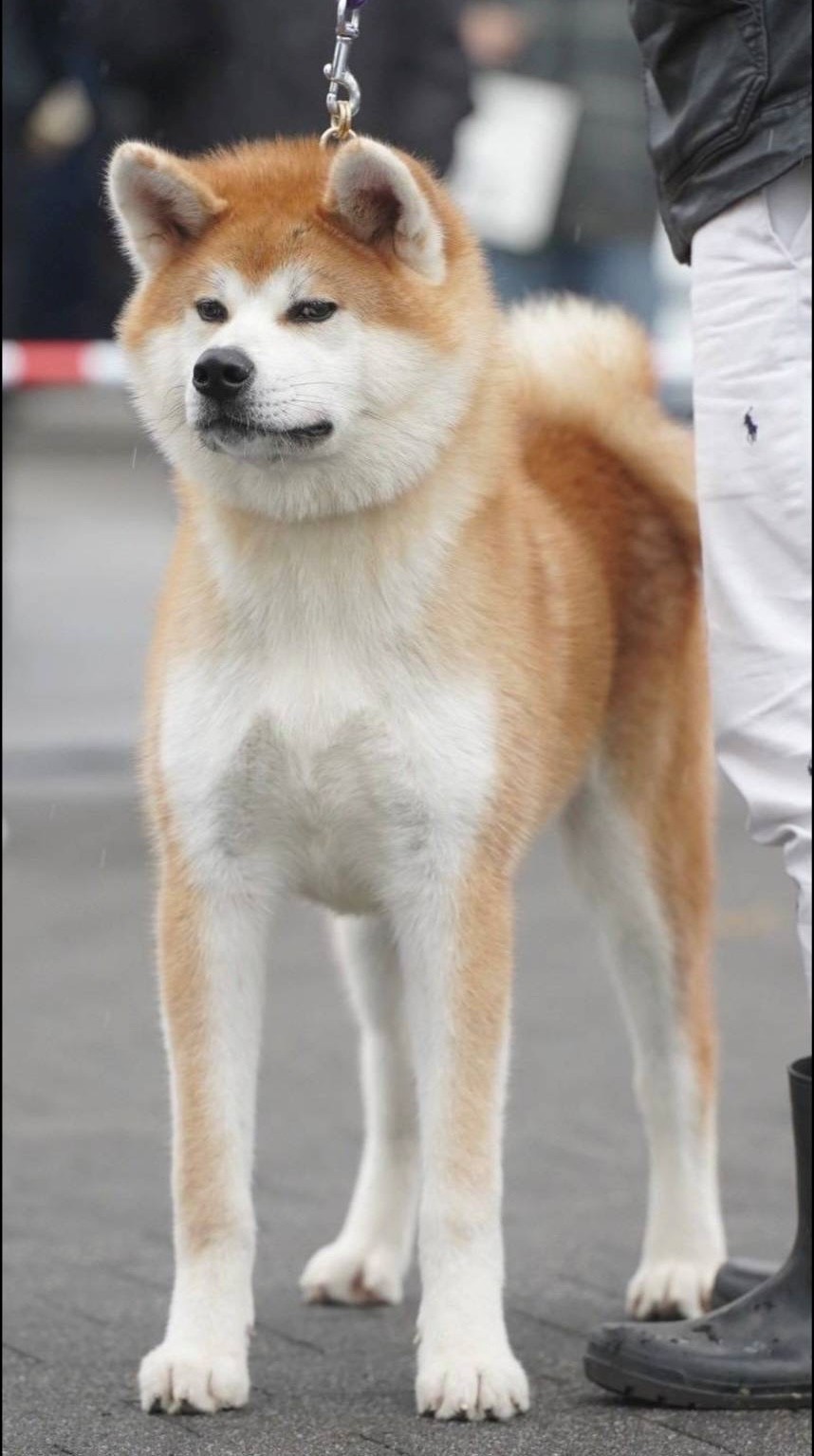 安房金宝号（牡）